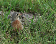 Grey-necked Bunting