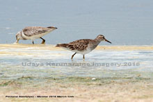 Pectoral Sandpiper 