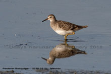 Pectoral Sandpiper 