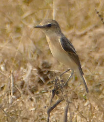 Siberian Stonechat