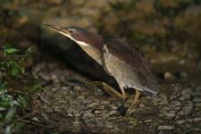 Von Schrenck's Bittern