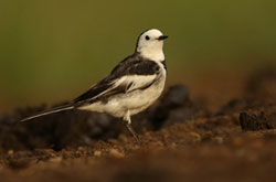 White Wagtail