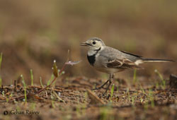 White Wagtail