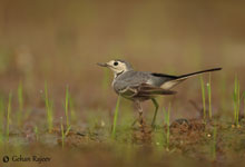 White Wagtail