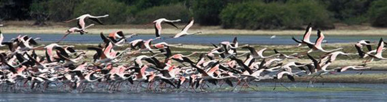 Waterbird census